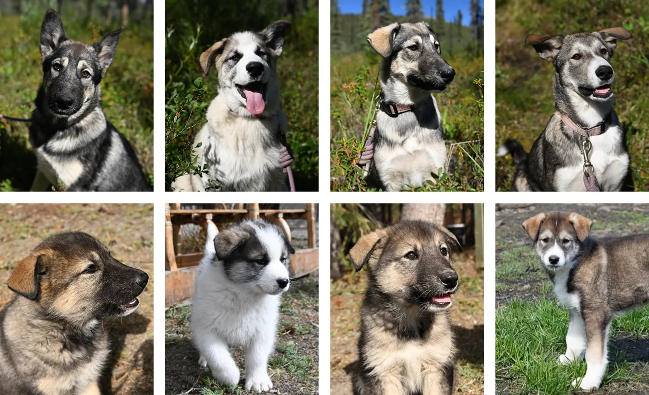 A collage with photos of four puppies at two months and four months old